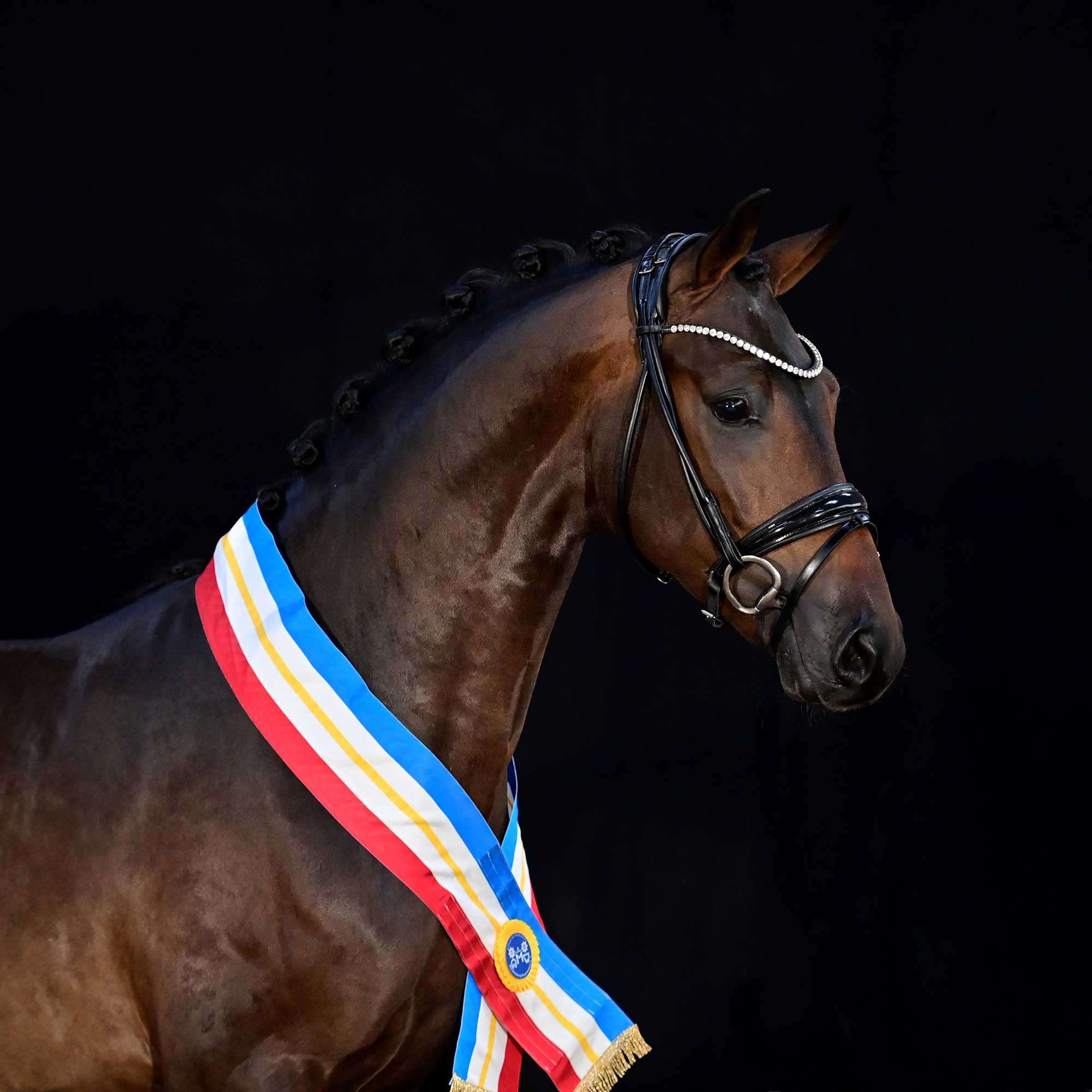 Dynamic Pur Stallion